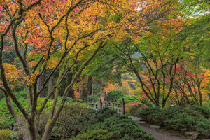 Experience Quintessential Autumn at Portland Japanese Garden Experience Quintessential Autumn at Portland Japanese Garden