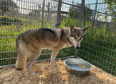 One of eleven rescued wolves in a transfer cage awaiting transportation to The Wild Animal Refuge in Colorado.  Eleven wolves, three tigers, a grizzly bear and black bear are the last animals to be removed from the Greater Wynnewood Exotic Animal Park in Oklahoma.
