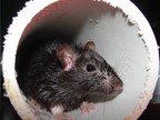 Rats! Chicago Tops Orkin's Rattiest Cities List for Sixth Consecutive Time
