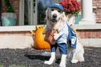 Pumpkins, Hot Dogs and Superheroes Top 2020 List of Most Popular Halloween Pet Costumes, Available at PetSmart