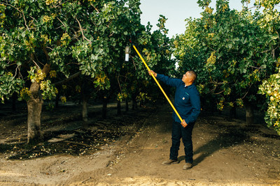 California grower hangs new Suterra Puffer in tree nut orchard to protect against pest damage.