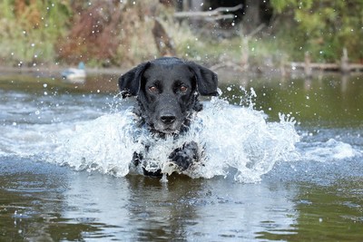 Nestlé Purina a global leader in pet care, was awarded the Ducks Unlimited Corporate Conservation Achievement Award at this year’s first-ever virtual Ducks Unlimited National Convention.