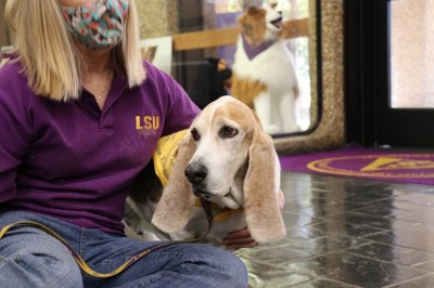 The Petco Foundation continues its commitment to make pet cancer treatment available to more pets, like cancer survivor Roscoe treated at LSU, pictured with pet parent Renee Michael.