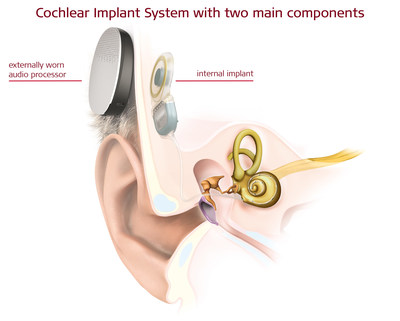 Ear anatomy