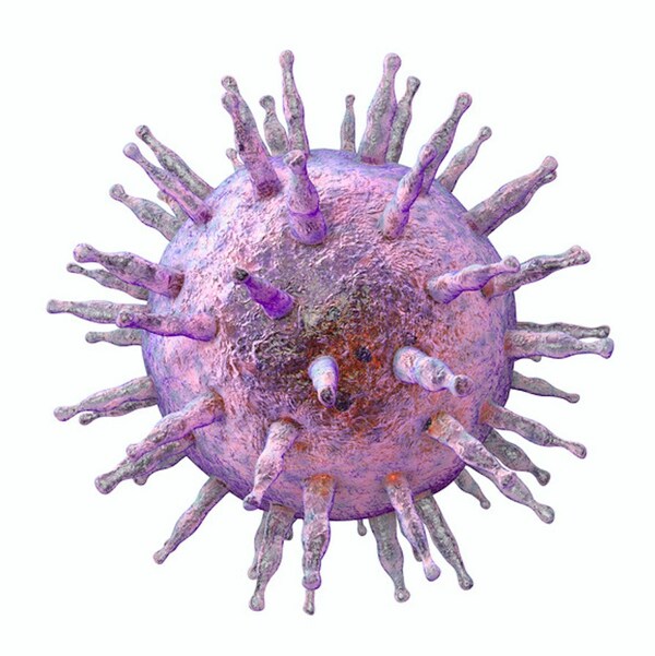 An illustration of the Epstein-Barr Virus.