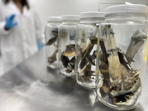 Numinus First Canadian Public Company to Complete Legal Harvest of Psilocybe Mushrooms