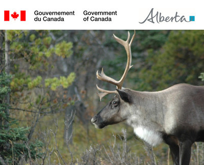 Le caribou boral dans la nature (Groupe CNW/Environnement et Changement climatique Canada)