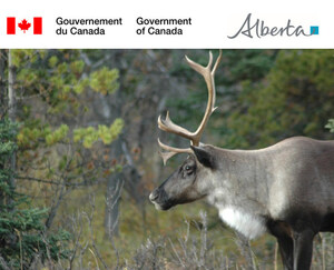 Le Canada et l'Alberta concluent un accord de conservation du caribou