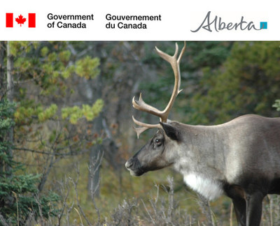 Boreal caribou in nature (CNW Group/Environment and Climate Change Canada)