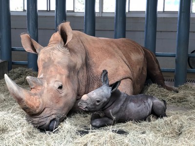 White rhinoceros Kendi gave birth to a male rhino Oct. 25, 2020, at Disney’s Animal Kingdom at Walt Disney World Resort in Lake Buena Vista, Fla. The baby rhino was the result of a Species Survival Plan overseen by the Association of Zoos and Aquariums to ensure the responsible breeding of endangered species. (Disney)
