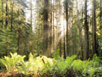 USDA Forest Service Reports on Life-Cycle Assessment of Redwood Lumber
