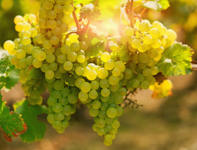 Grapevine disease management has been identified by the grape grower and wine industries as a top priority for long‐term sector sustainability. (CNW Group/Genome British Columbia)