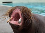 3D printing to benefit the dental health of walruses