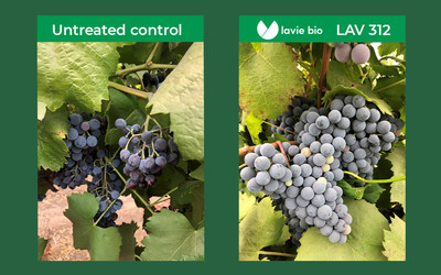 Example of treatment with LAV312 against Botrytis Cinerea in vines – untreated control vs treated vines