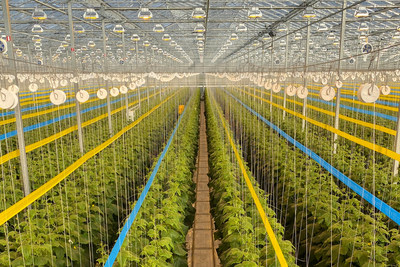 Kingsville, Ontario Cucumber Farm with Lit Culture HPS Grow Lights. (CNW Group/Mucci Farms)
