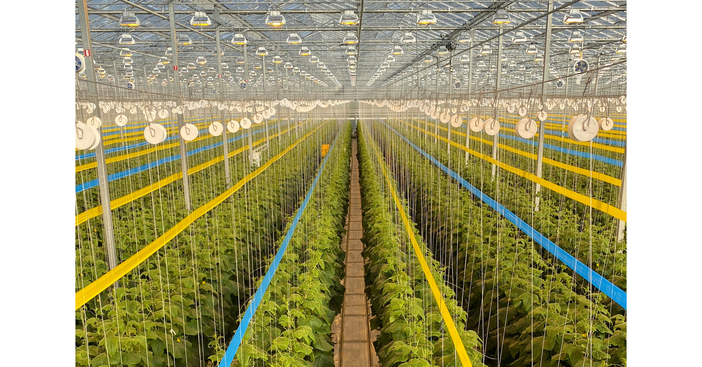 Mucci Farms Announces 200Acre North American Expansion!