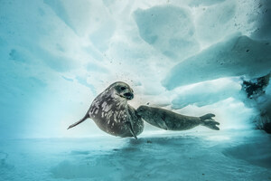 Pew: Lack of Progress on Antarctic Marine Protections a Cause for Concern