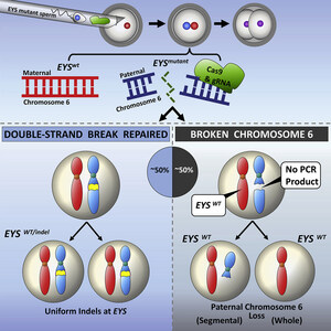 Genomic Prediction Technology Uncovers New CRISPR Safety Concerns in Human Embryos