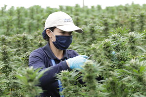 PharmaCielo Begins Harvest of High-THC Cultivars for Extract Export