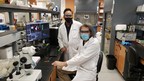 Livrer des médicaments au cerveau à l'aide de nanoparticules pour traiter des maladies neurodégénératives