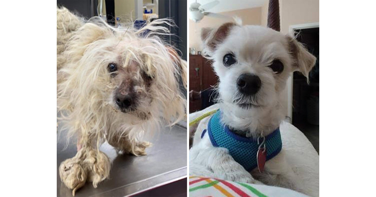 Neglected, matted dog in West Texas makes incredible transformation