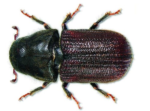 Close-up of mountain pine beetle. Photo credit: Natural Resources Canada. (CNW Group/Parks Canada)