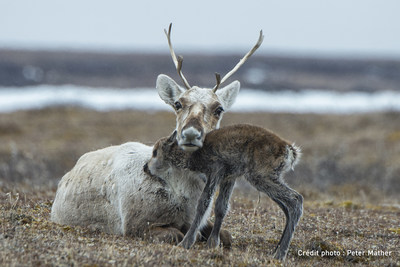 Une femelle caribou de la Porcupine avec son petit dans la rserve faunique nationale de l'Arctique. (Groupe CNW/Environnement et Changement climatique Canada)