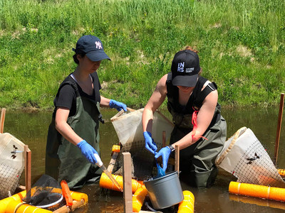 Two INRS students are testing the effects of pesticides on the American toad tadpoles in an agricultural pond, an important field of study to ICEDA. (CNW Group/Institut national de la recherche scientifique (INRS))