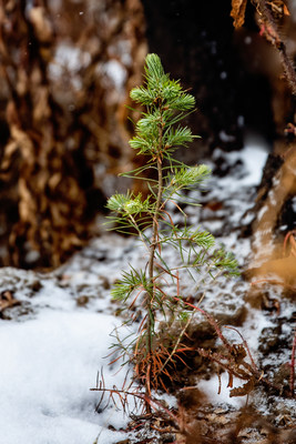 A tree seedling grows in an area ravaged by wildfire in Tŝilhqot’in territory in the B.C. Interior. (CNW Group/Shell Canada Limited)