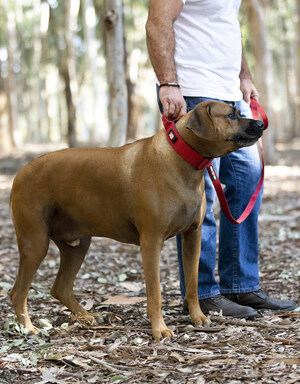 Boss Dog® Brand Unveils "Ultra-Premium" Collars And Leashes In New Boss Tactical™ Line