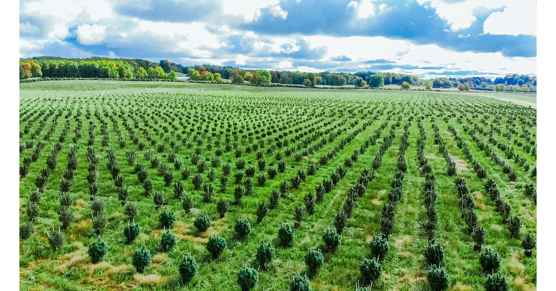 SKYMINT Brands™ Brings Michigan's Largest Sungrown Cannabis Farm To