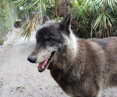 WolfStock 2020 will include a memorial tribute to Yuki, who passed away peacefully in his sleep on November 12. Photos of the wolfdog went viral in recent years, raising awareness of Shy Wolf Sanctuary's work rescuing abused, abandoned and neglected exotic animals.
