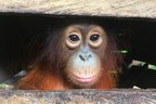 The Orangutan Project poised to secure survival of rehabilitated Bornean orangutans with newly protected habitat