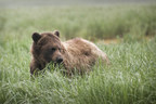 Genomic tools will help support Grizzly bear management