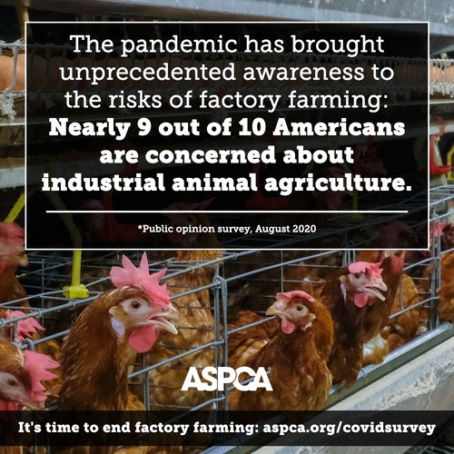 New Aspca Survey Covid 19 Pandemic Has Brought Unprecedented Awareness And Consensus Regarding Factory Farming Risks