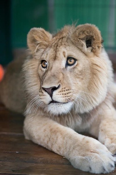 After receiving medical care in Russia, Simba has recovered and is now a beautiful, proud lion who will be repatriated to Africa to live in his natural habitat. All costs are being covered by the Russian Copper Company.