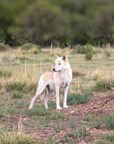 Record Number of Wolves Rescued by Colorado's Wild Animal Sanctuary