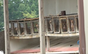 New undercover footage reveals bleak existence for dogs at USDA-licensed puppy mills that supply puppies to popular pet stores