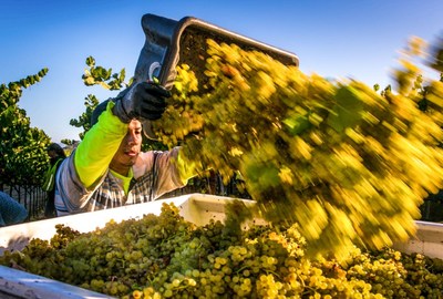 A challenging 2020 harvest season will yield high quality California wines from across the state.  The crop is expected to be smaller.  George Rose photo, courtesy Wine Institute.