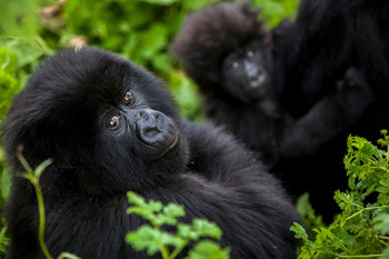 Mountain Gorillas, Rwanda, African Wonders itinerary