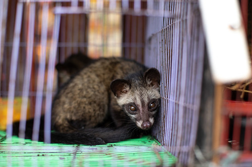 A baby civet at a wildlife market in Indonesia. 
Credit Line: World Animal Protection / Aaron Gekoski (CNW Group/World Animal Protection)