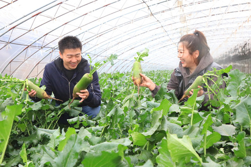 On November 18, visitors are picking Shawo fruit radish in the growing base in Xinkou Town