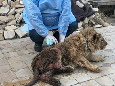 Simba, el cachorro de león, sufrió abusos y estuvo a punto de morir cuando fue rescatado por activistas de los derechos de los animales en Rusia. Su cuerpo estaba cubierto de heridas y sus piernas estaban quebradas.