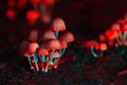 Red Light Holland and Halo Labs Announce Intention to Enter Oregon Medicinal Psilocybin Market