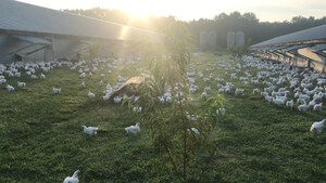 Perdue Taps Farmers' Knowledge and Experience In Getting The Most Birds Outside Into Free-Range Pastures