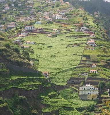 The dramatic hillside vineyards in Madeira, home to Champion of Champions producer Justino’s Madeira.