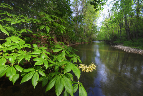 Honda donates 90 acres to the Ohio Nature Conservancy to preserve and protect the environmentally unique headwaters of the Big Darby Creek watershed. Photo courtesy of Randall Schieber.