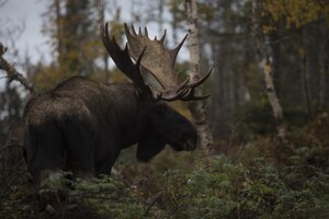 Tirages au sort - Encore plus de possibilités pour une chasse en sécurité