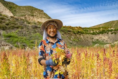 Quinoa Harvest in Dongxiang Autonomous County, Gansu Province, China.