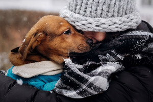 4 Ways to Celebrate the Holidays with Your Pets